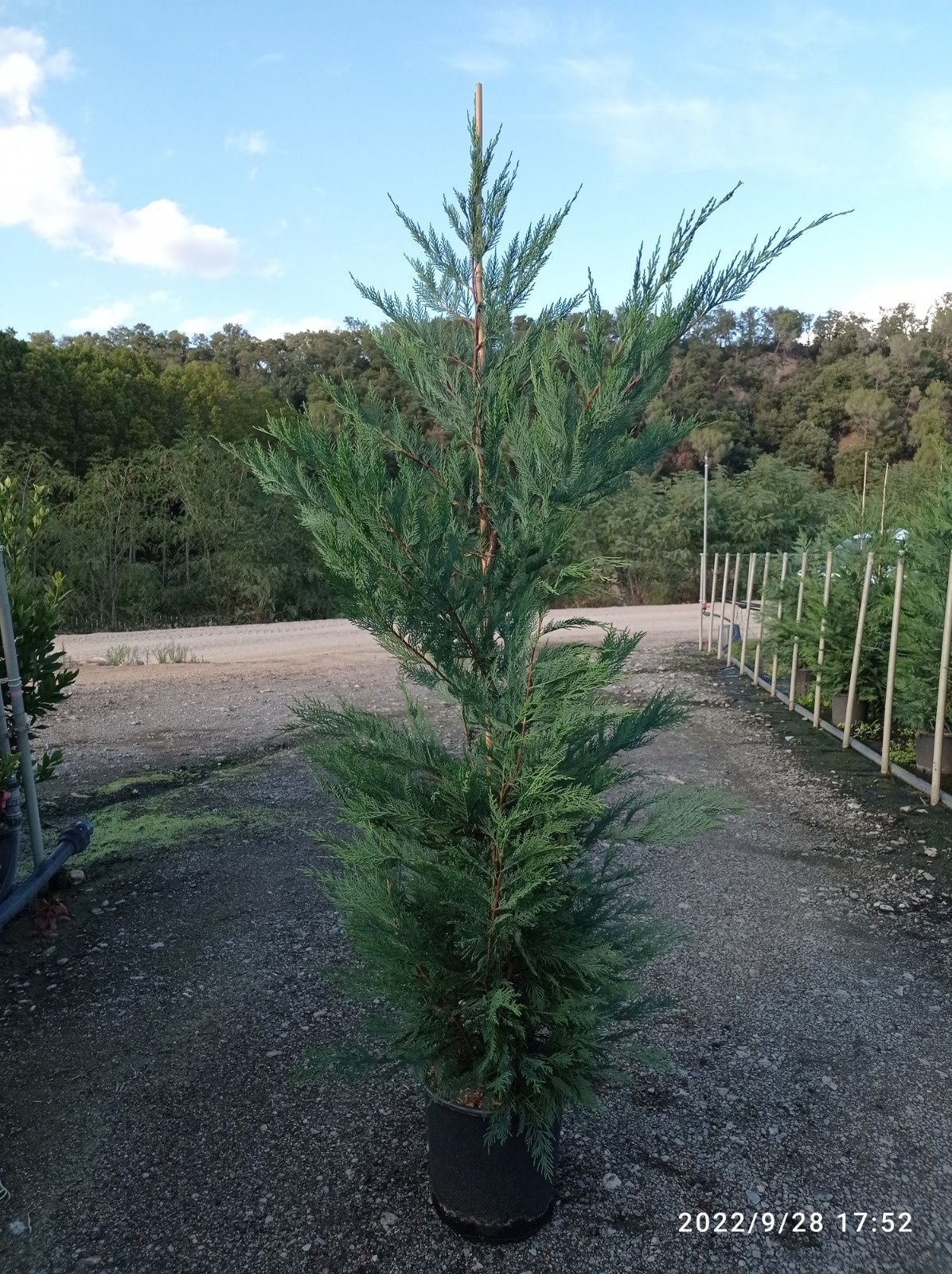 Ciprestes leylandii para sebes/vedação  "cedros / Cupressus