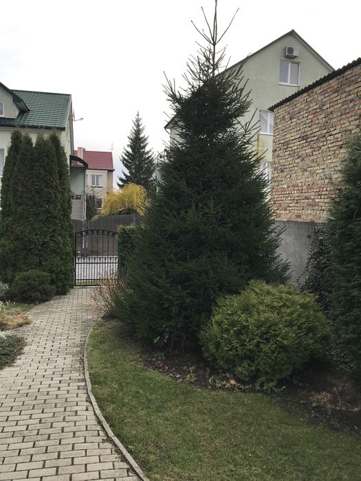 Продам живу ялинку