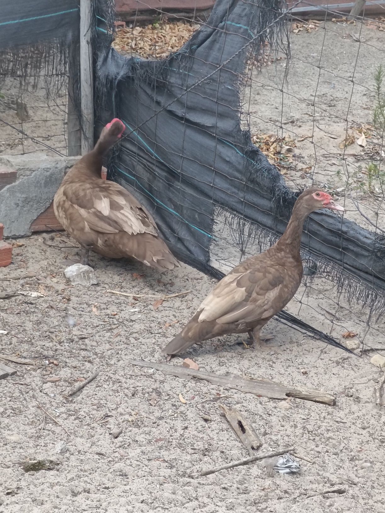 Patinhos Mudos Castanhos