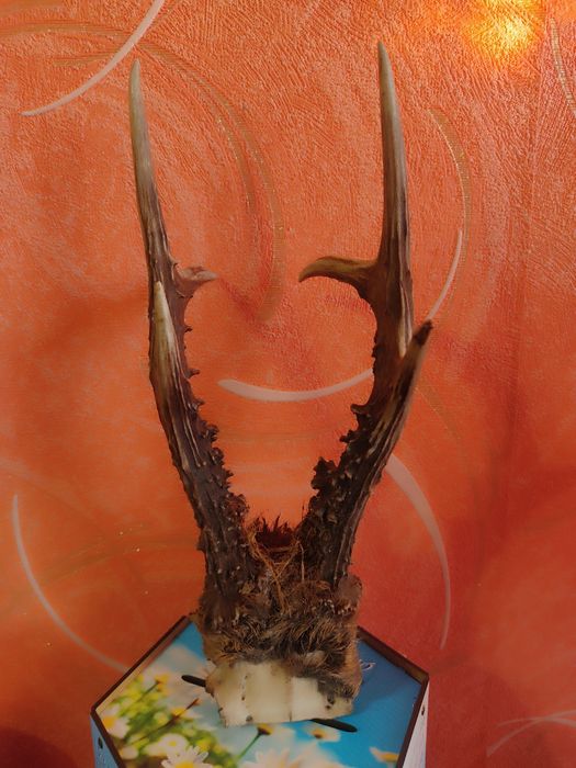 Роги дикої тварини