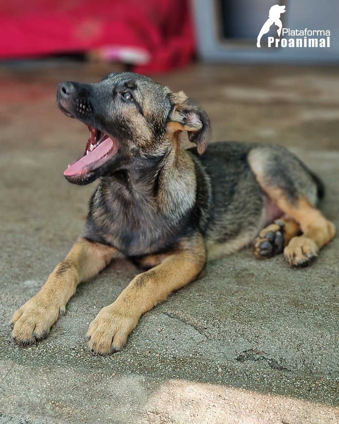 EDDIE - Cãozinho Bebe para Adoção