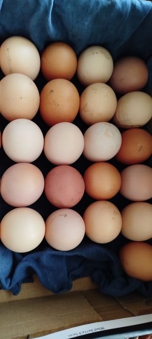 Інкубаційні яйця