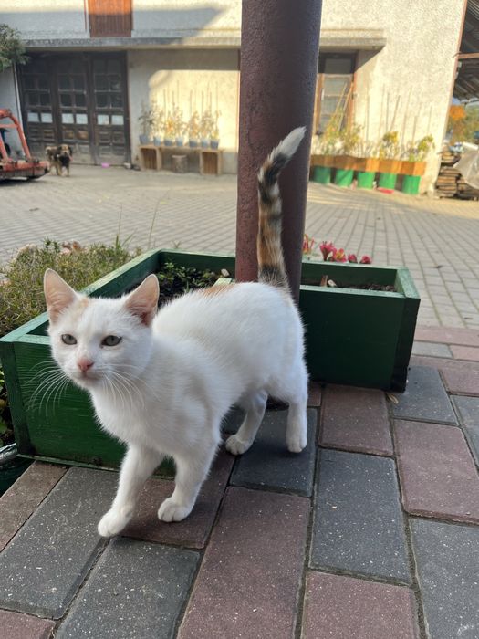 Kotka do oddania za darmo