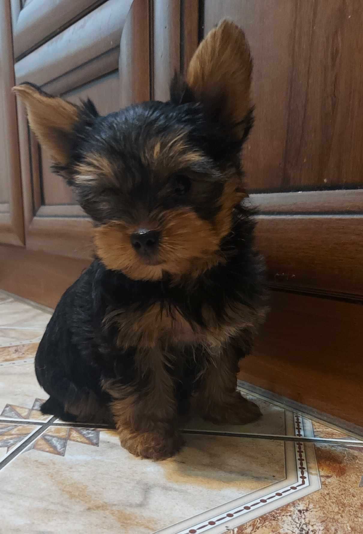 Yorkshire terrier