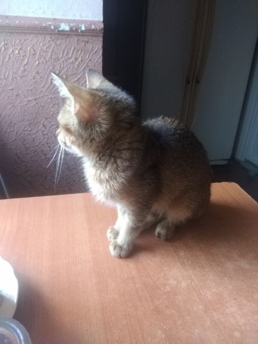 Продам котенка текированной шиншилы