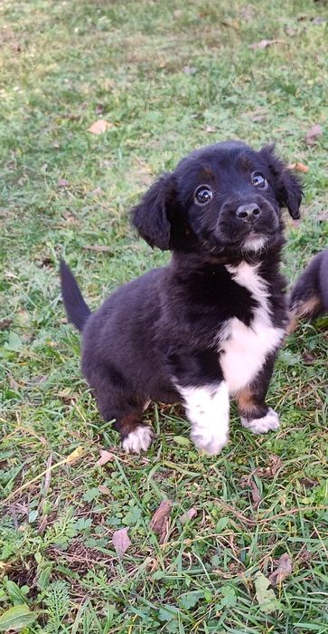 Czarne kuleczki szczeniaki.