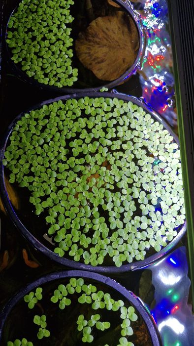 Plantas para aquário