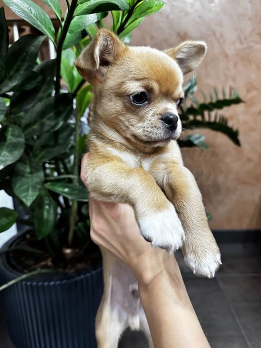 Щенок    Собака Чихуахуа