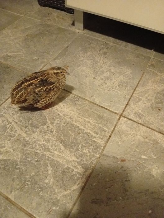 Sprzedam przepiórki