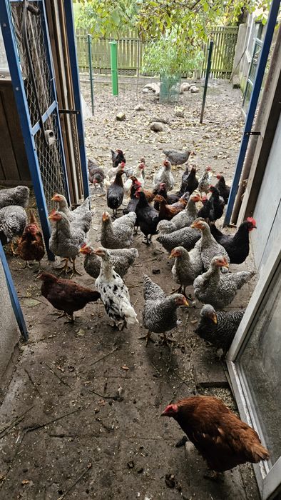 Koguty Amrock Amrok 6 miesięczne rasowe bardzo ładne