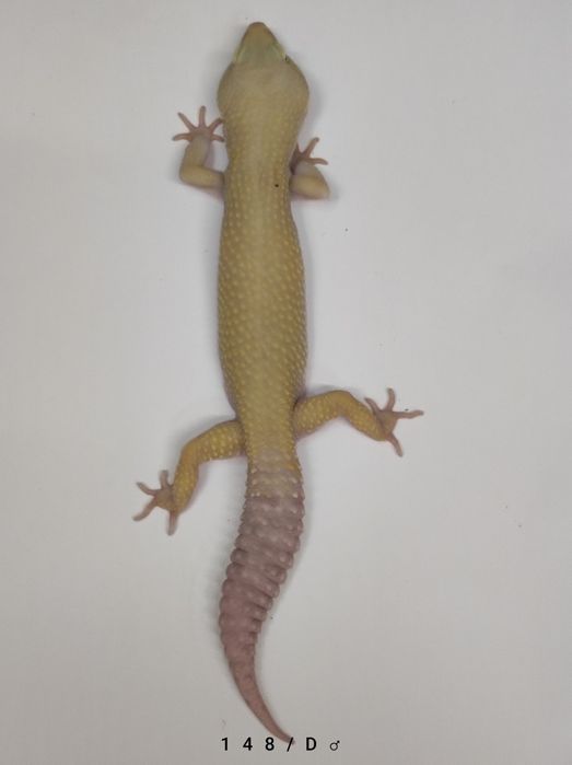 Gekony Lamparcie - Samce - Proven