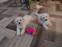 Maltipoo | Śliczny Chłopczyk