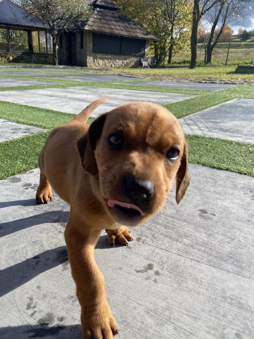 Oddam pieski, mają dwa miesiące