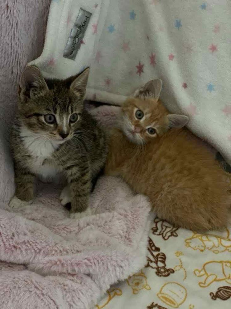 Kotek Rumianek do adopcji