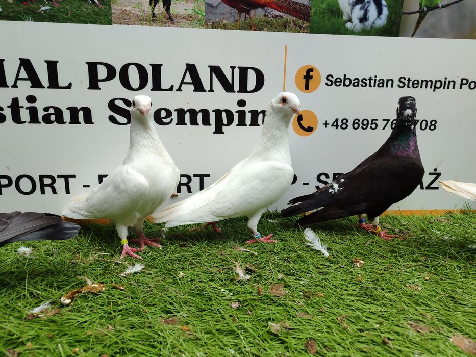 Gołębie. Antwerpskie. Orliki. Możliwy transport