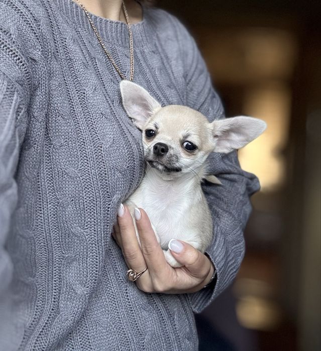 Гарнюня -хлопчик без недоліків! КСУ