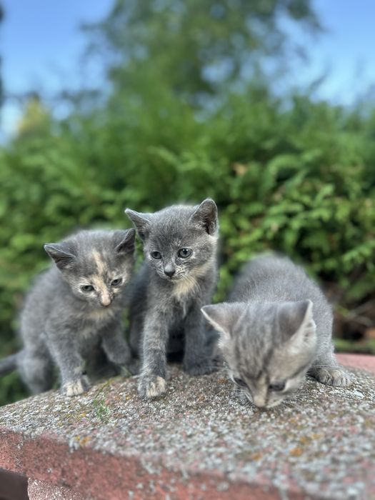 Віддам кошенят у добрі руки