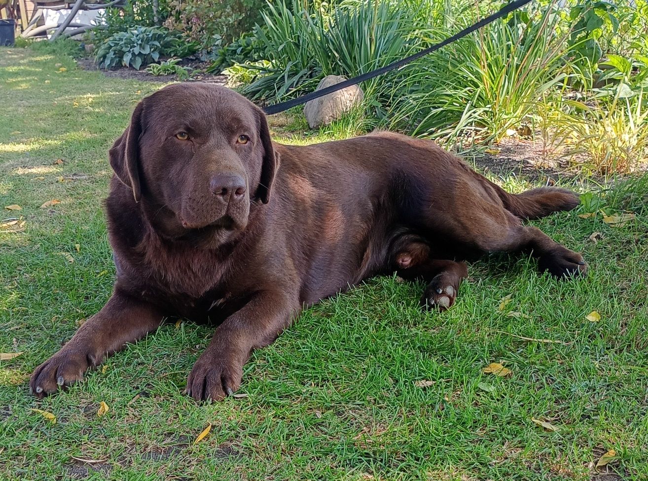 Labrador Retriever szczeniak
