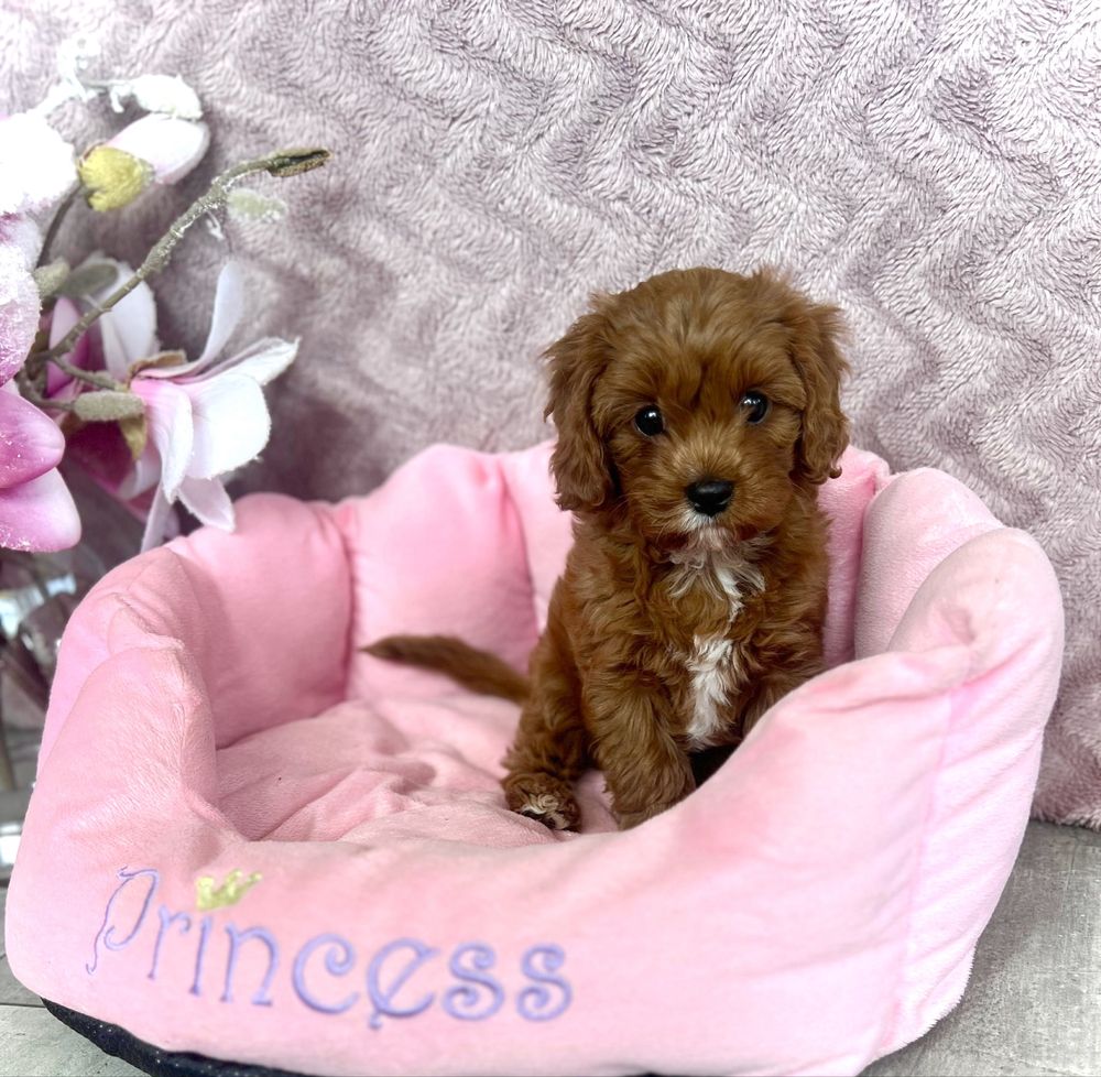 Cavapoo -cavalier & pudel - suczka gotowa do odbioru