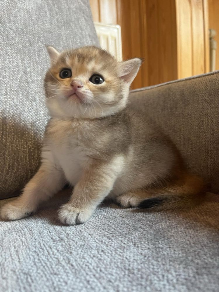 Шотландський прямовухий котик (окрас золота шиншила)