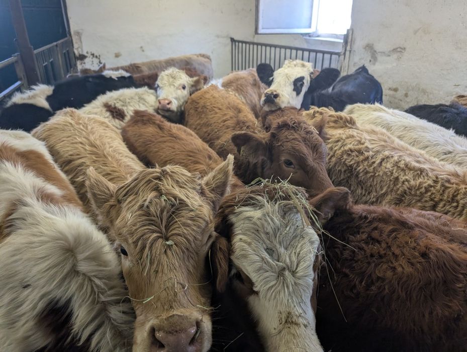 Sprzedam odsadki jałówki 40 sztuk polskie