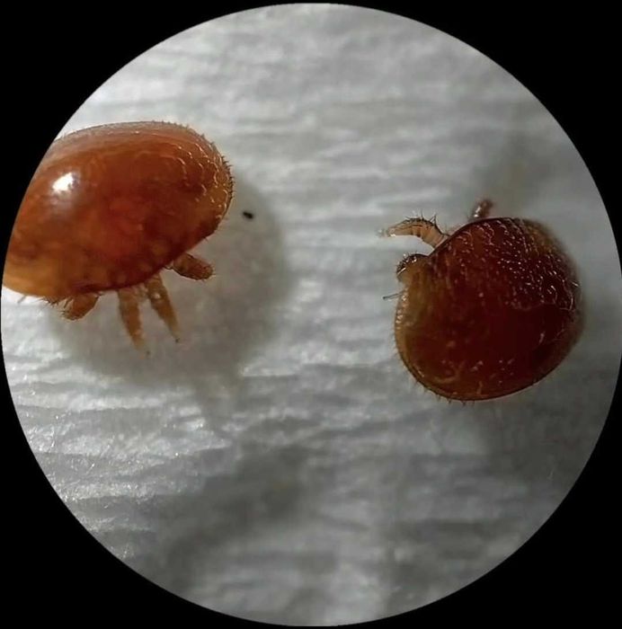 Tratamento flash para eliminação do Ácaro da Varroa