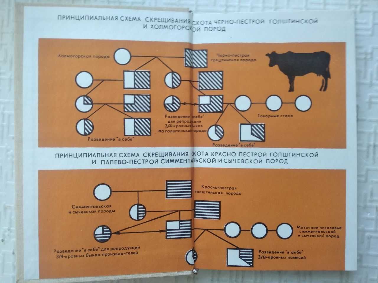 Зборовский Л. В. Интенсивное выращивание телок.