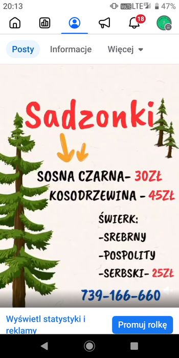 Likwidacja plantacji choinka żywa świerk srebrny pospolity serbski