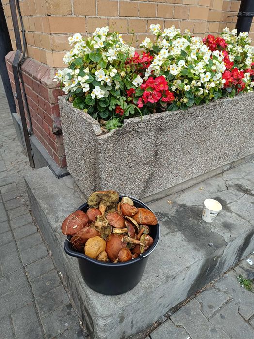 Świeże prawdziwki i podgrzybki z dowozem Warszawa