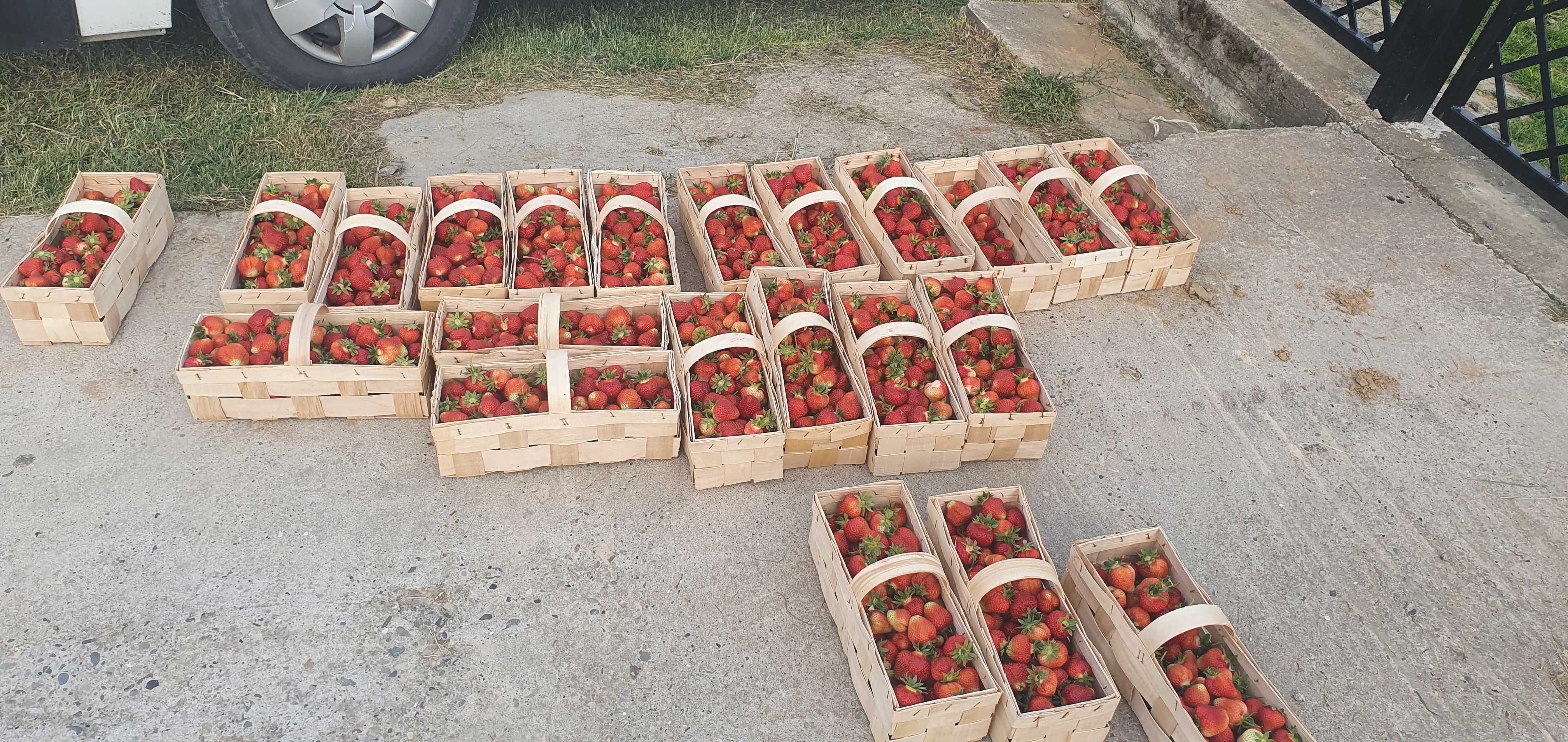Truskawki sprzedaż owoce honey z własnej plantacji "Majdany"