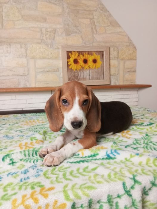 Piesek Beagle tricolor
