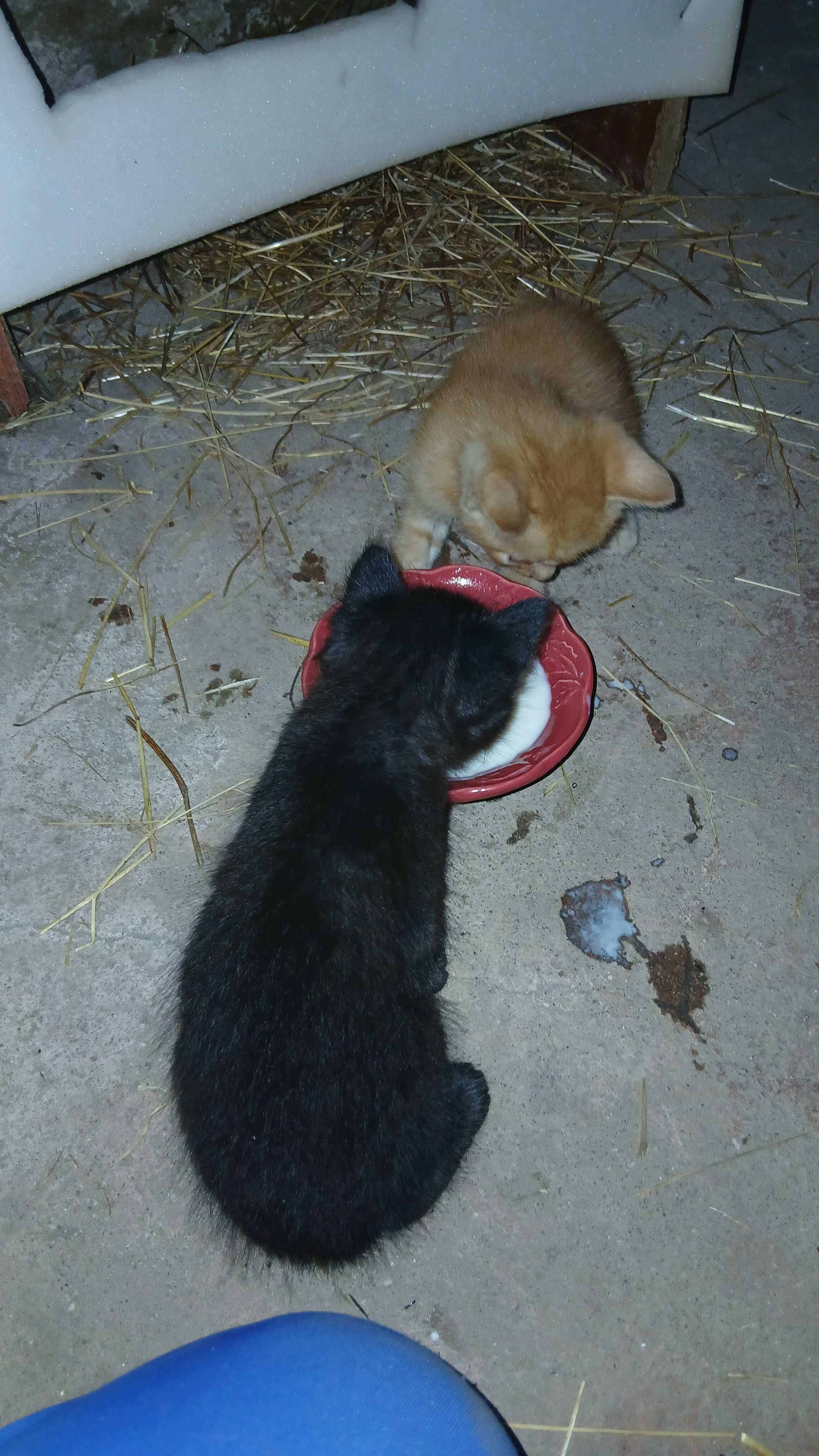Gatinhos para adoção