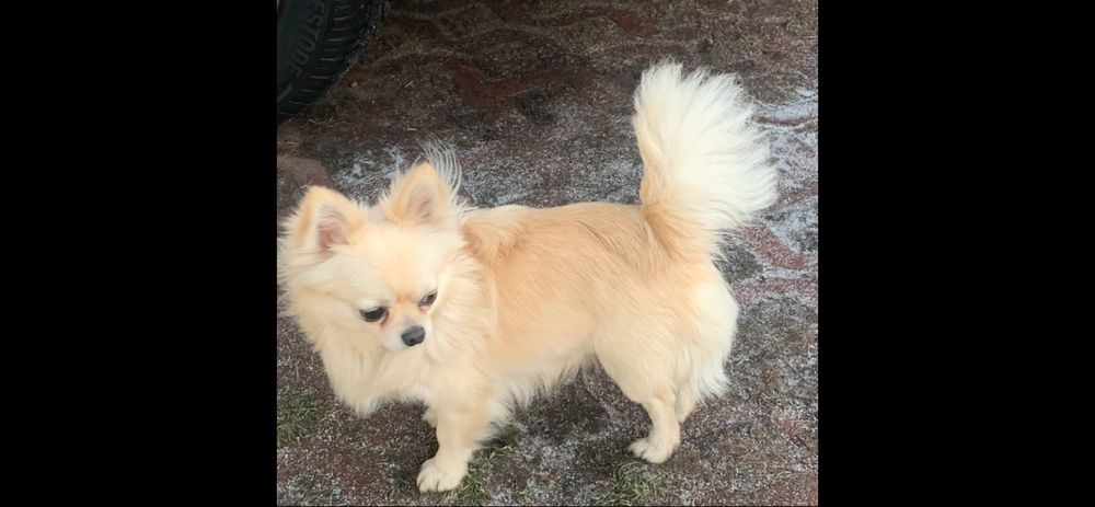 Śliczny beżowo biały szczeniaczek chihuahua krótkowłosy zarezerwowany