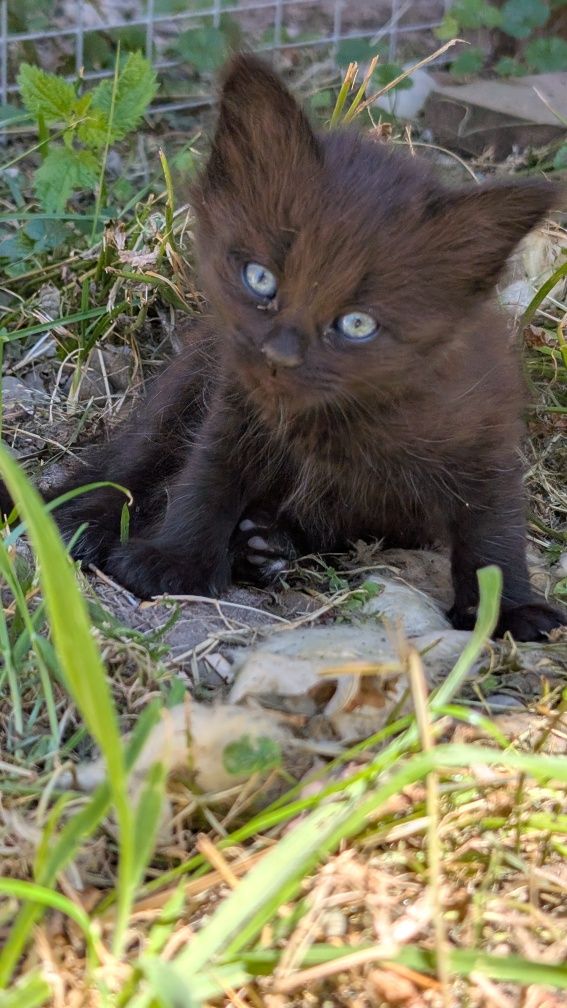 Котята ,кіт , котик