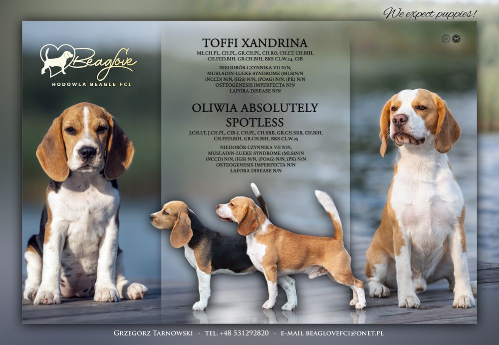 Beagle, ZkwP/FCI po wybitnych rodzicach