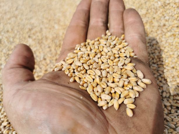 Zboże pszenica pszenżyto transport wysyłka 2022 sprawdz Bardzo ładne