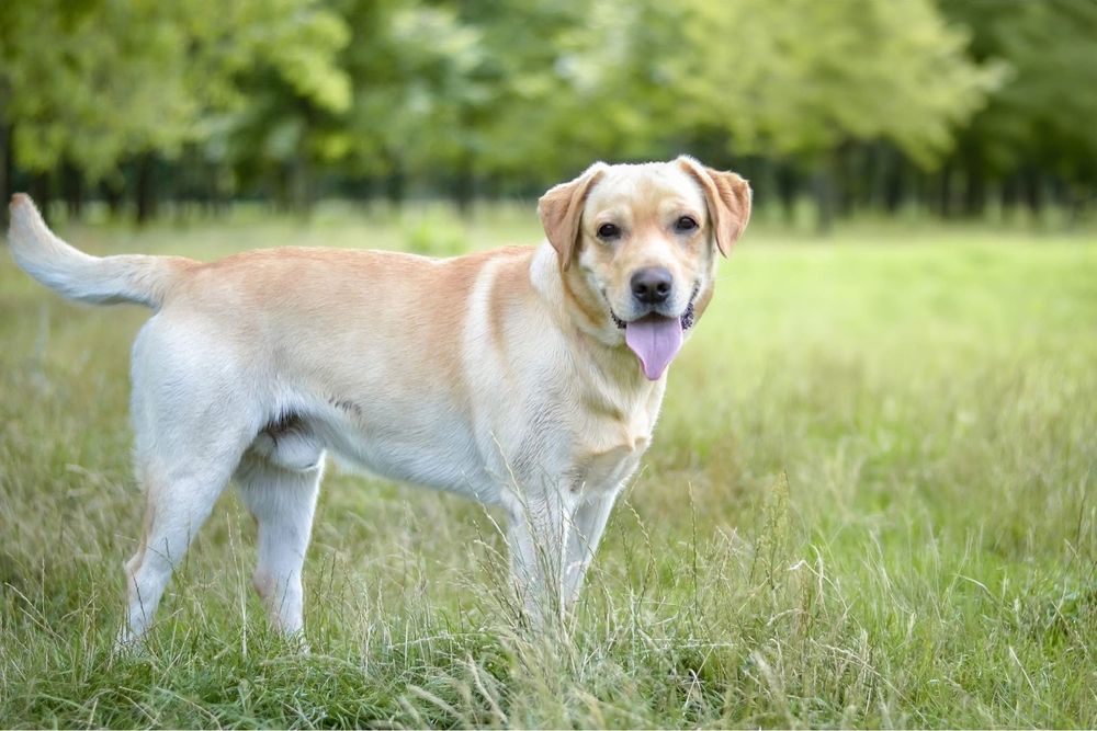Dżeki-pies w typie labradora do odpowiedzialnej adopcji