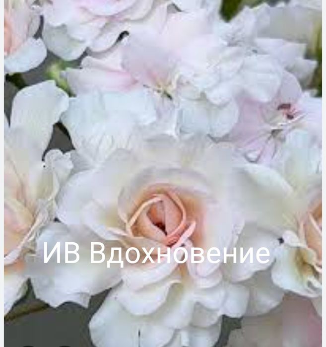 Пеларгонии сортовые