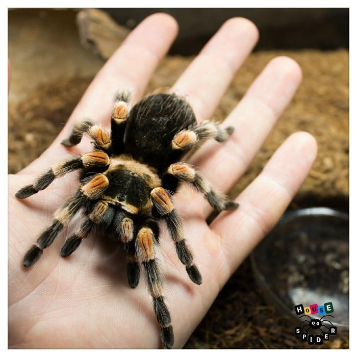 Пауки Птицееды Скорпионы экзотические животные Spiders House новичкам