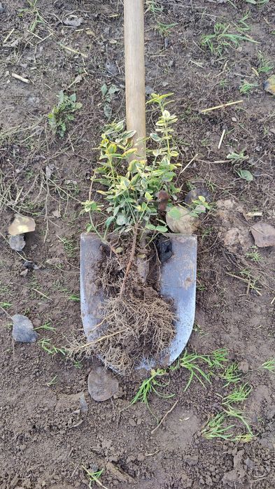 Саджанці бересклету Emerald gold