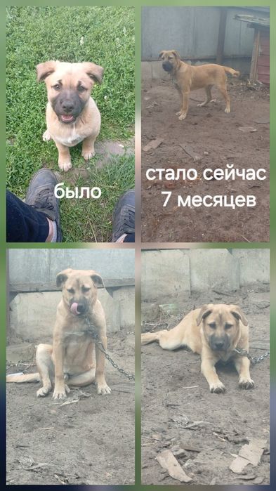 Нужна хорошая семья для крупного щенка 7 месяцев