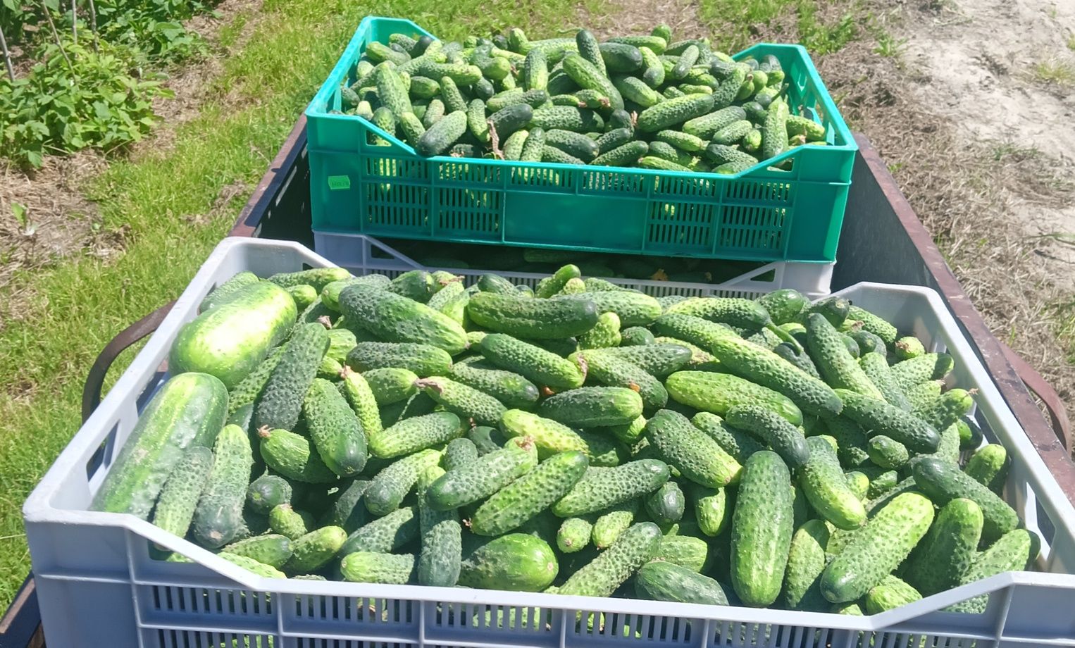 Ogórki gruntowe na przetwory i do kiszenia,zrywamy pod zamówienie