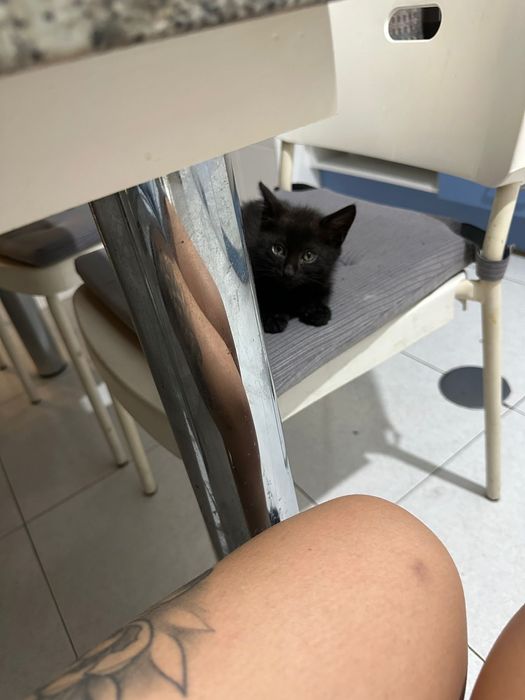 Gato bebé para adoção responsável
