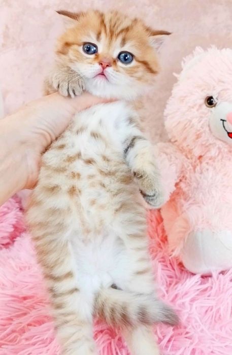 Золоті і срібні шиншили Чарівні шотландські кошенятка