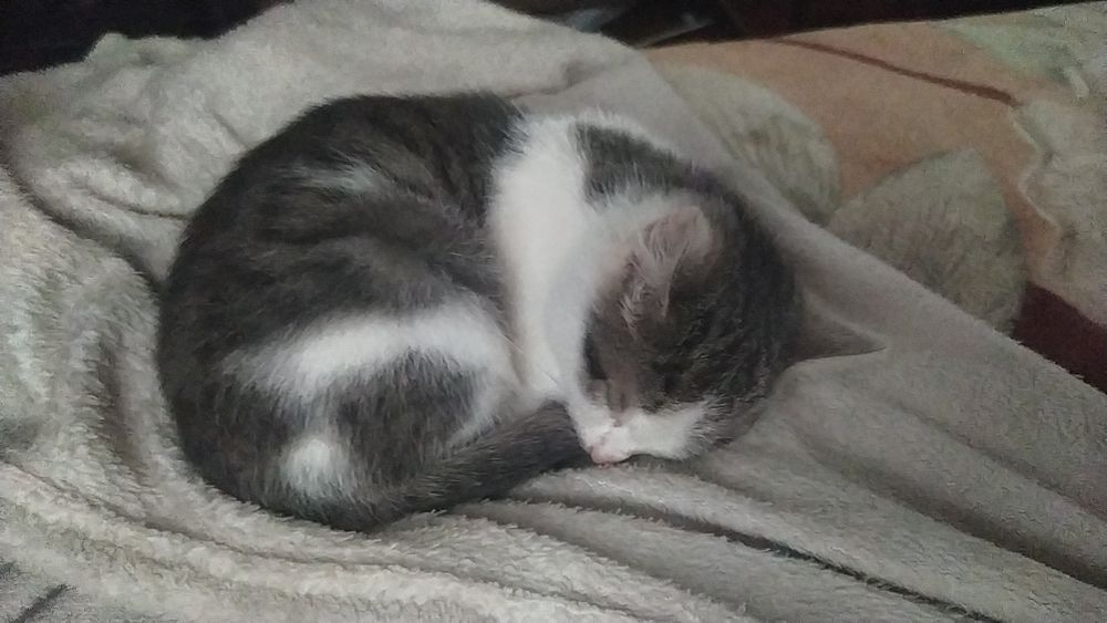 Віддам кішечку в добрі руки