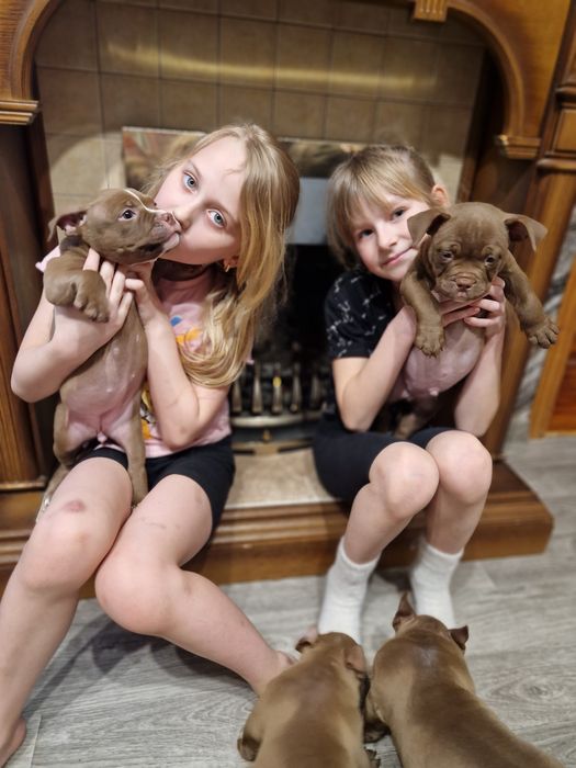 Доступны Экзотические Американский Булли