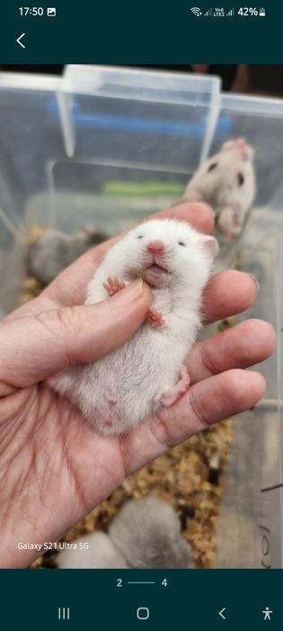 Хомячки разных окрасов розовые атласные серве белые хомяк Джунгарик