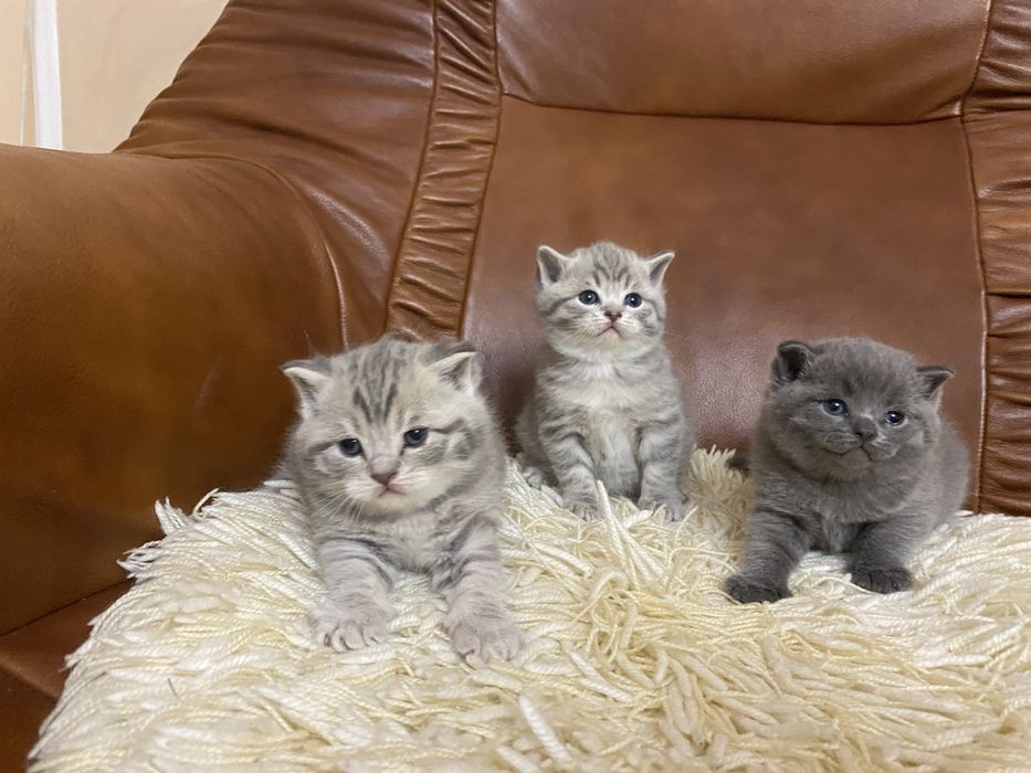 Британські кошенята готові  до бронювання