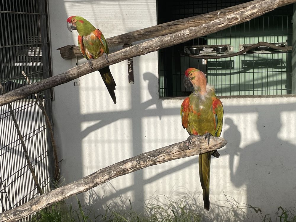Casal Ara Rubrogenys (reprodutor)