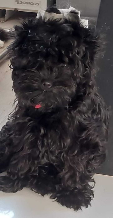 Yorkshire Terrier Blac Czarny